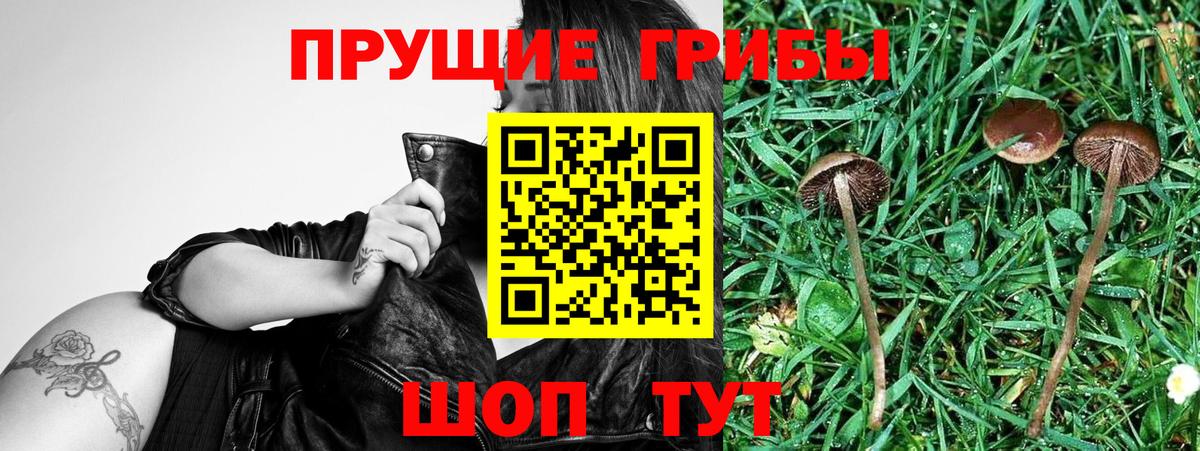 Магадан  купить наркотик  Вход с VPN  Галлюциногенные грибы Psilocybe 