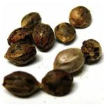 Семена марихуаны АК-47  (Seeds AK-47) в Магадане